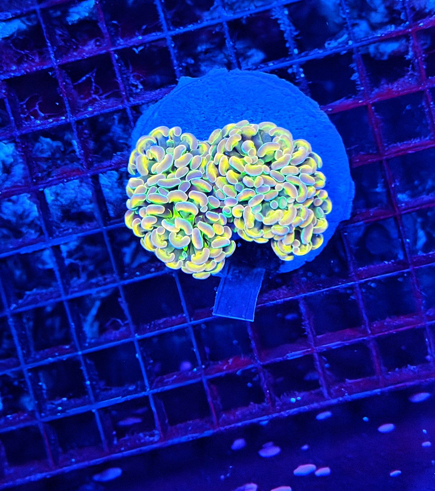 KDR rainbow hologram colony