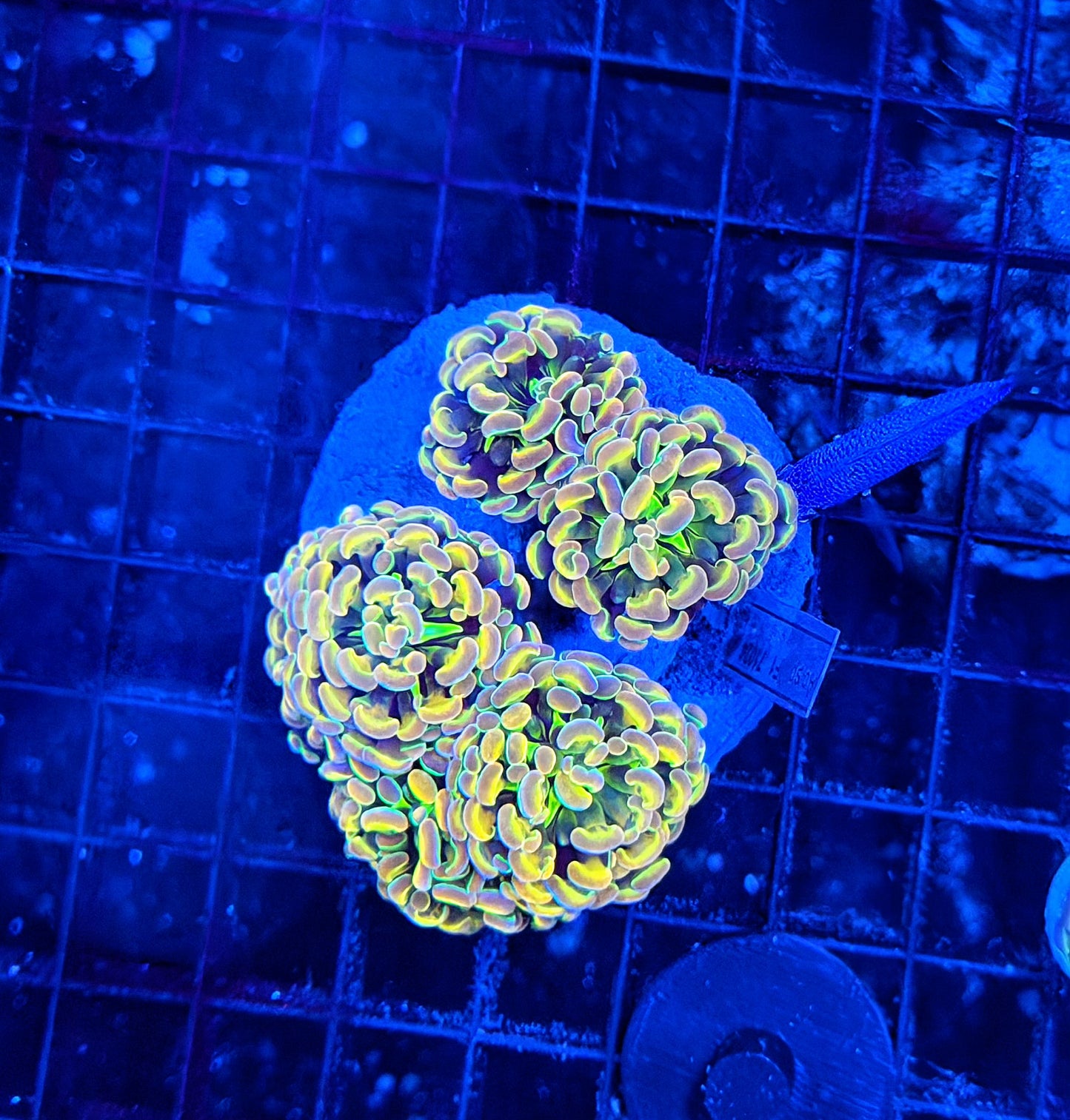 KDR rainbow hologram colony