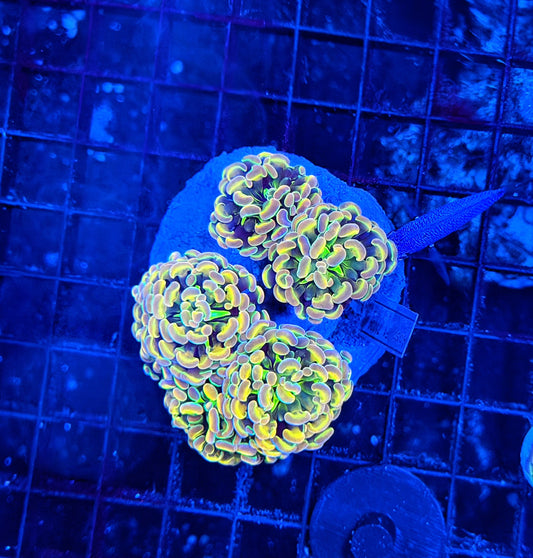 KDR rainbow hologram colony