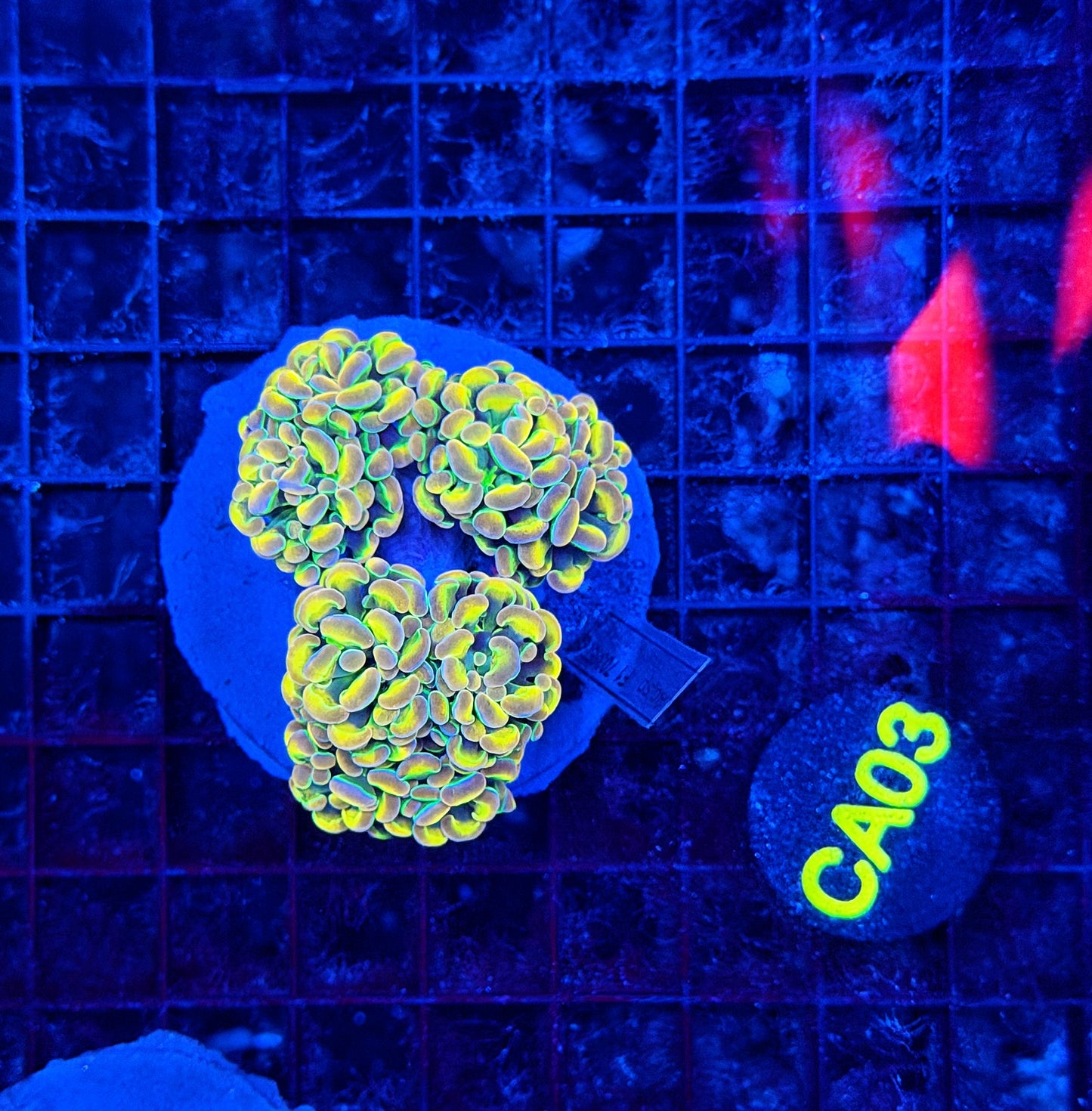 KDR rainbow hologram colony