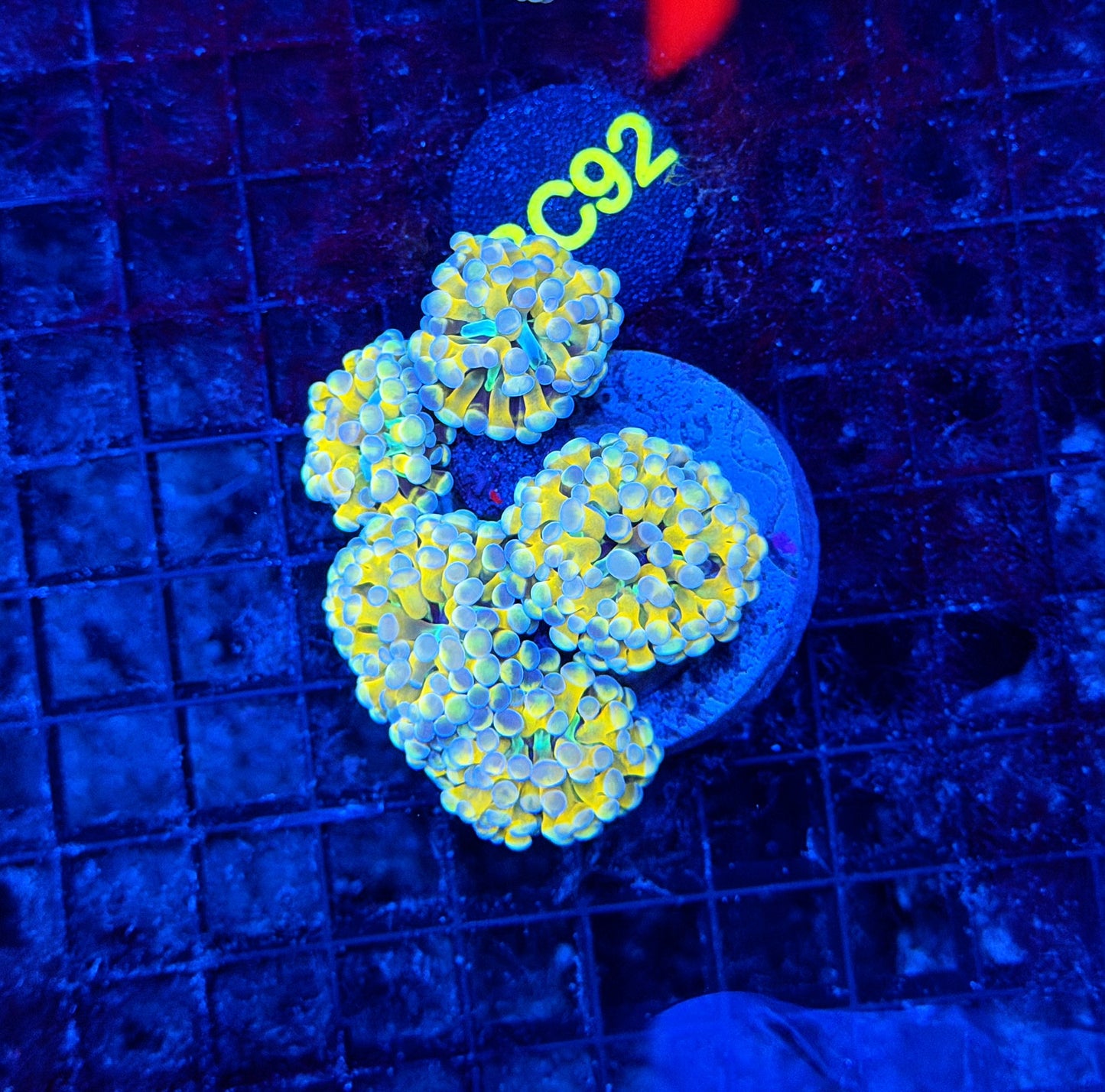 Rainbow branching hammer ultra