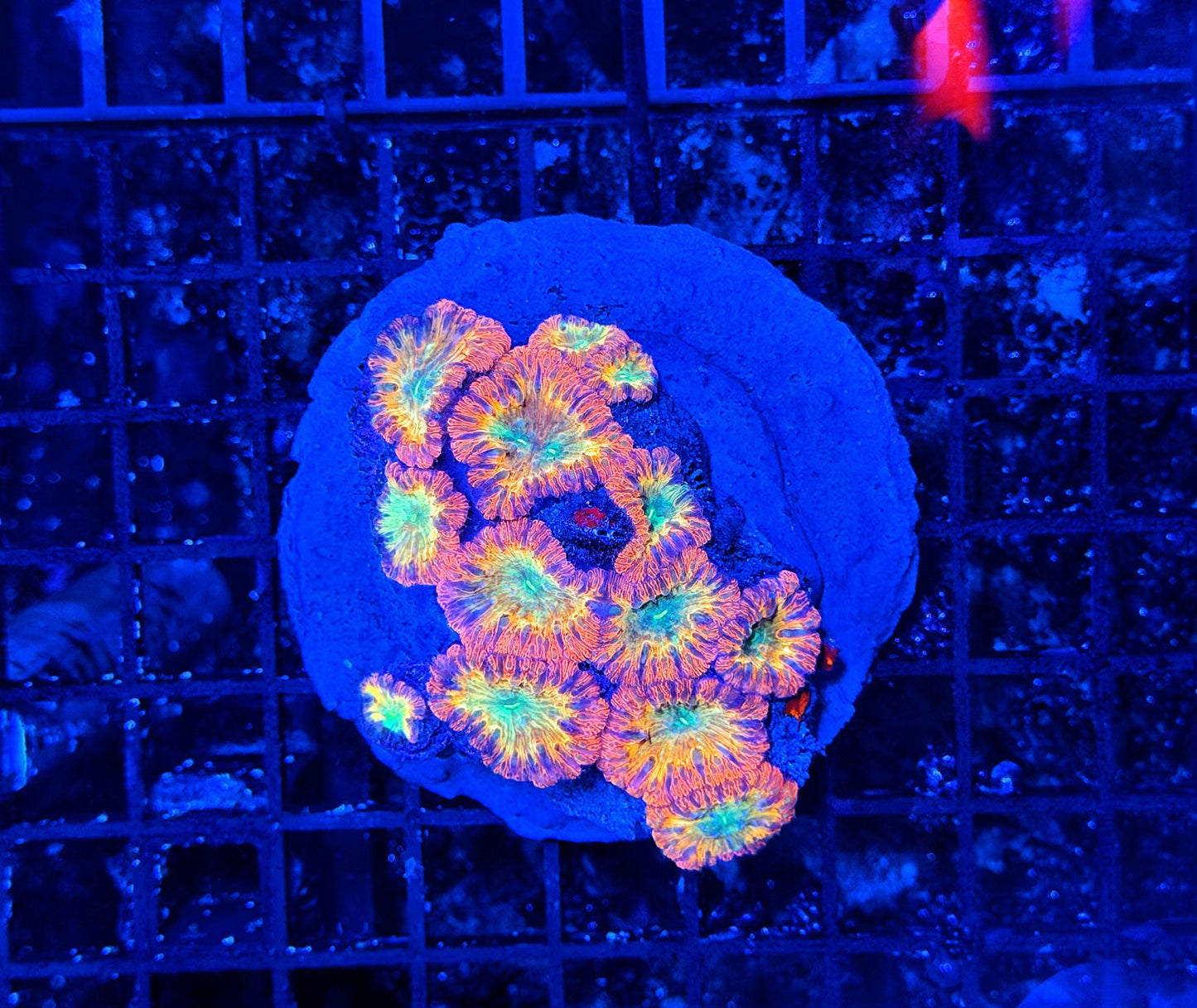 SP Blasto colony