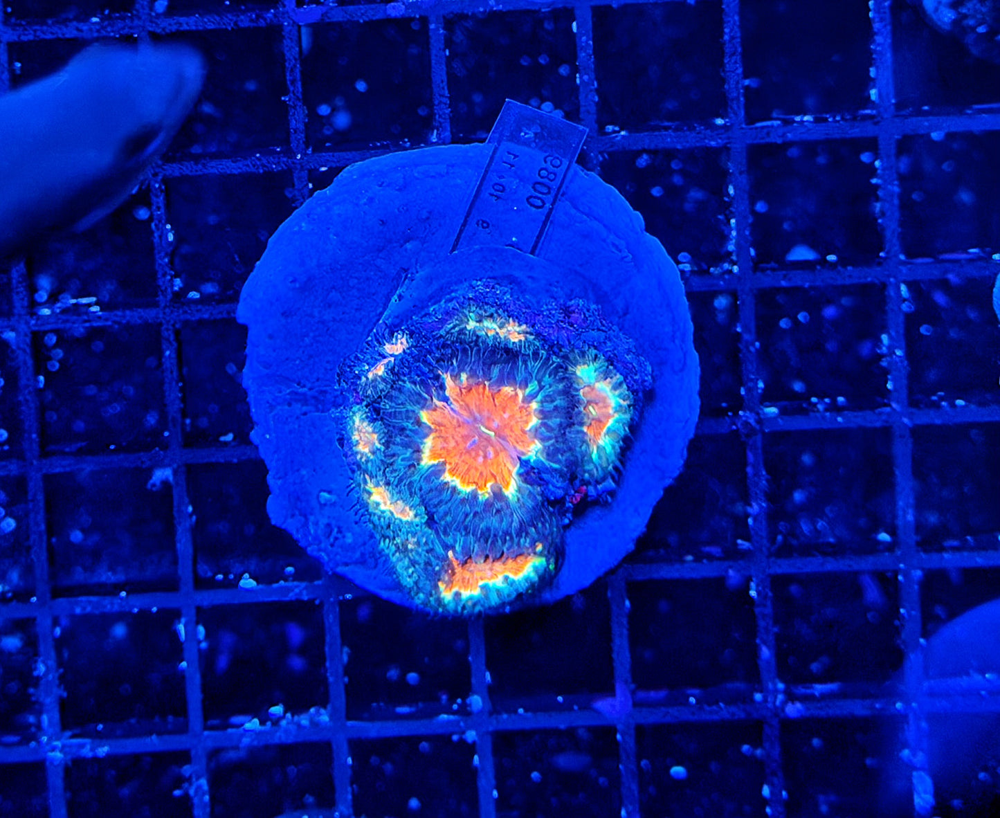 Blasto colony
