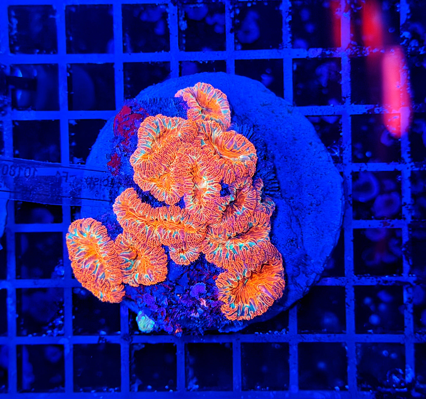 Blasto colony