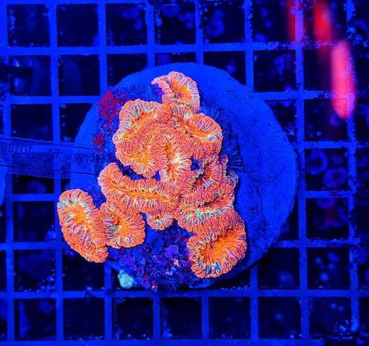 Blasto colony