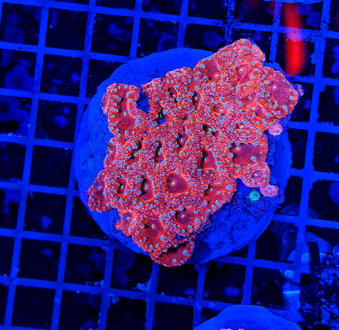 Blasto colony