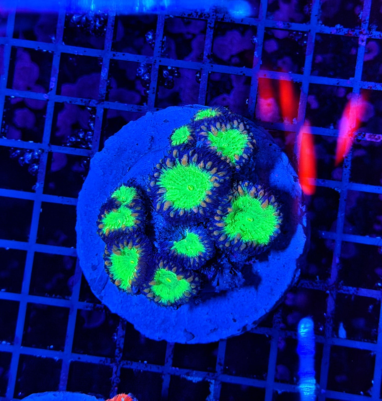 Blasto colony
