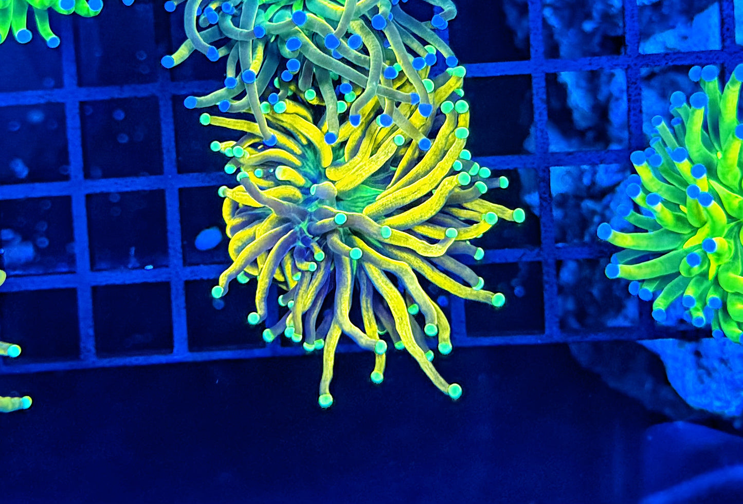 Premium Indo gold green mouth