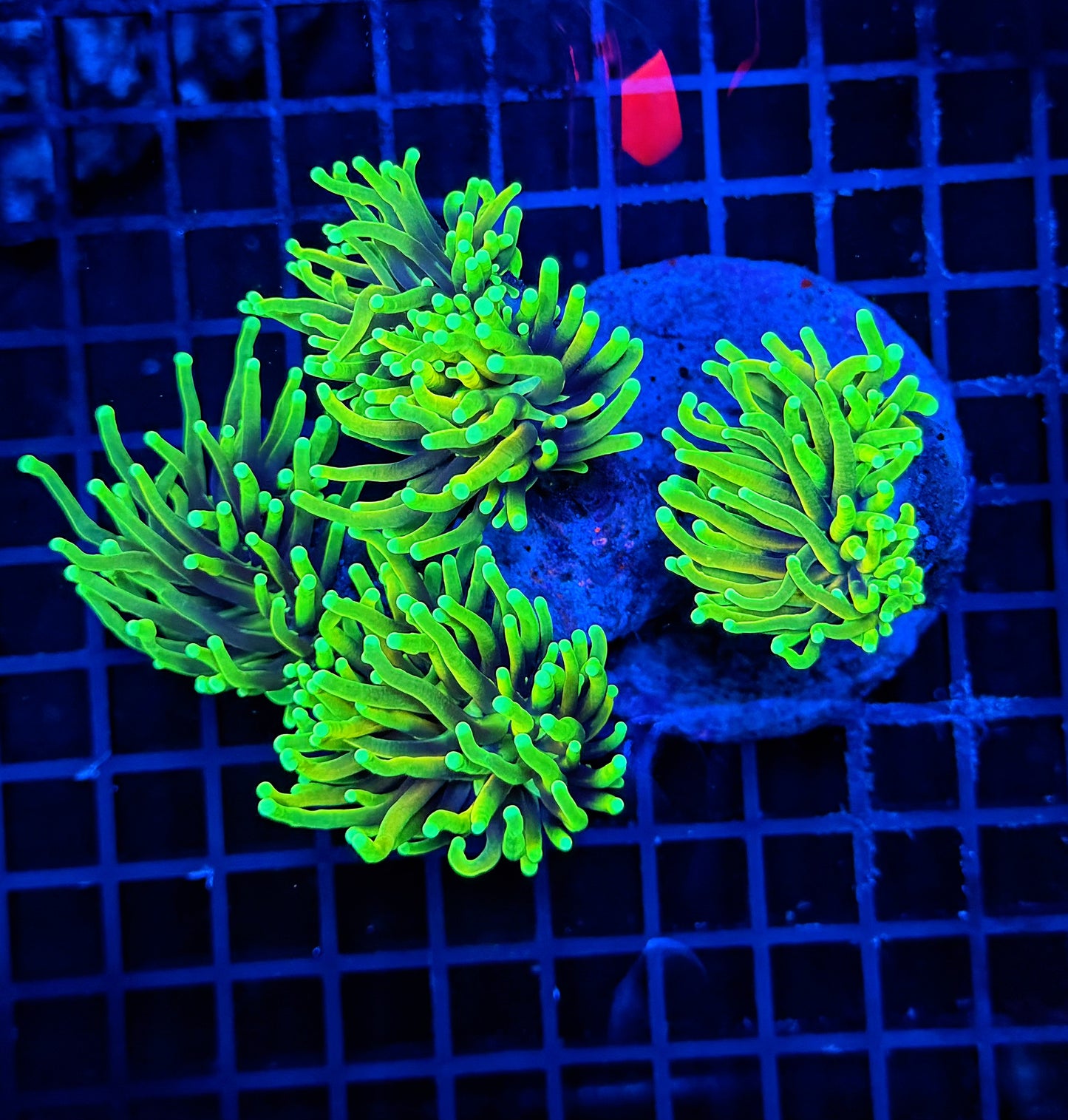 Ultra hellfire colony