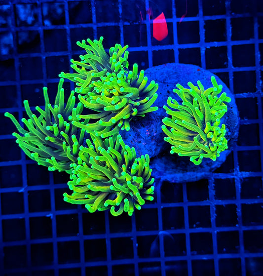 Ultra hellfire colony