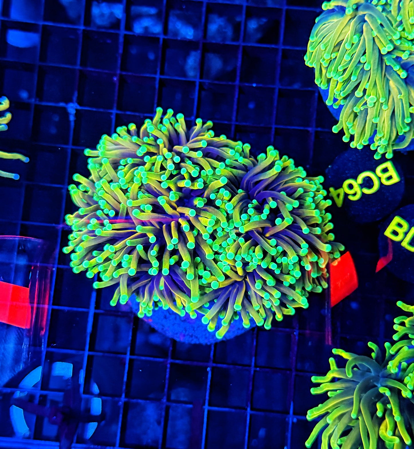 Ultra hellfire colony