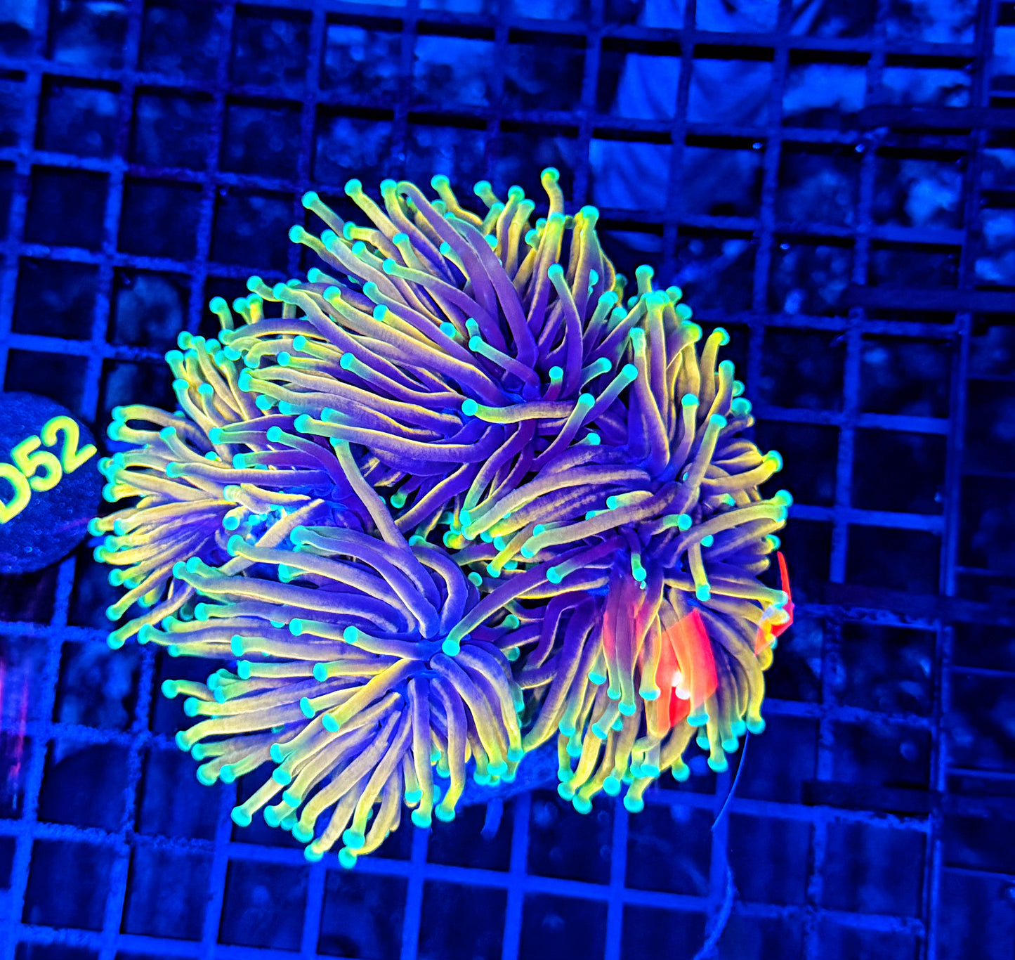 Indo gold colony