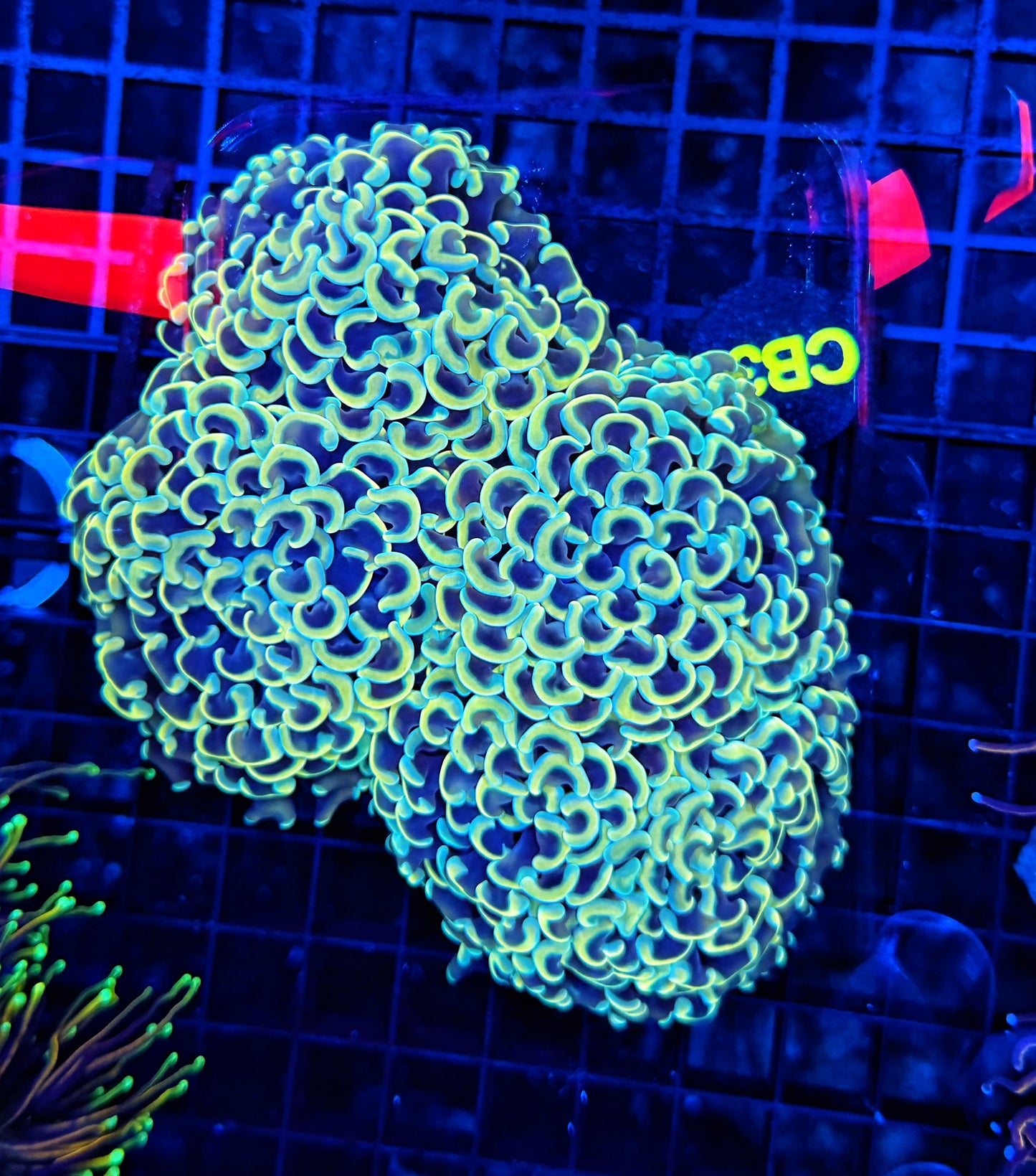 Malay fat head hammer colony