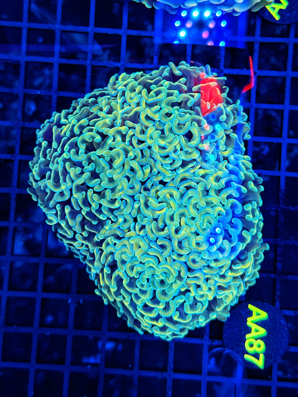 Malay fat head hammer colony
