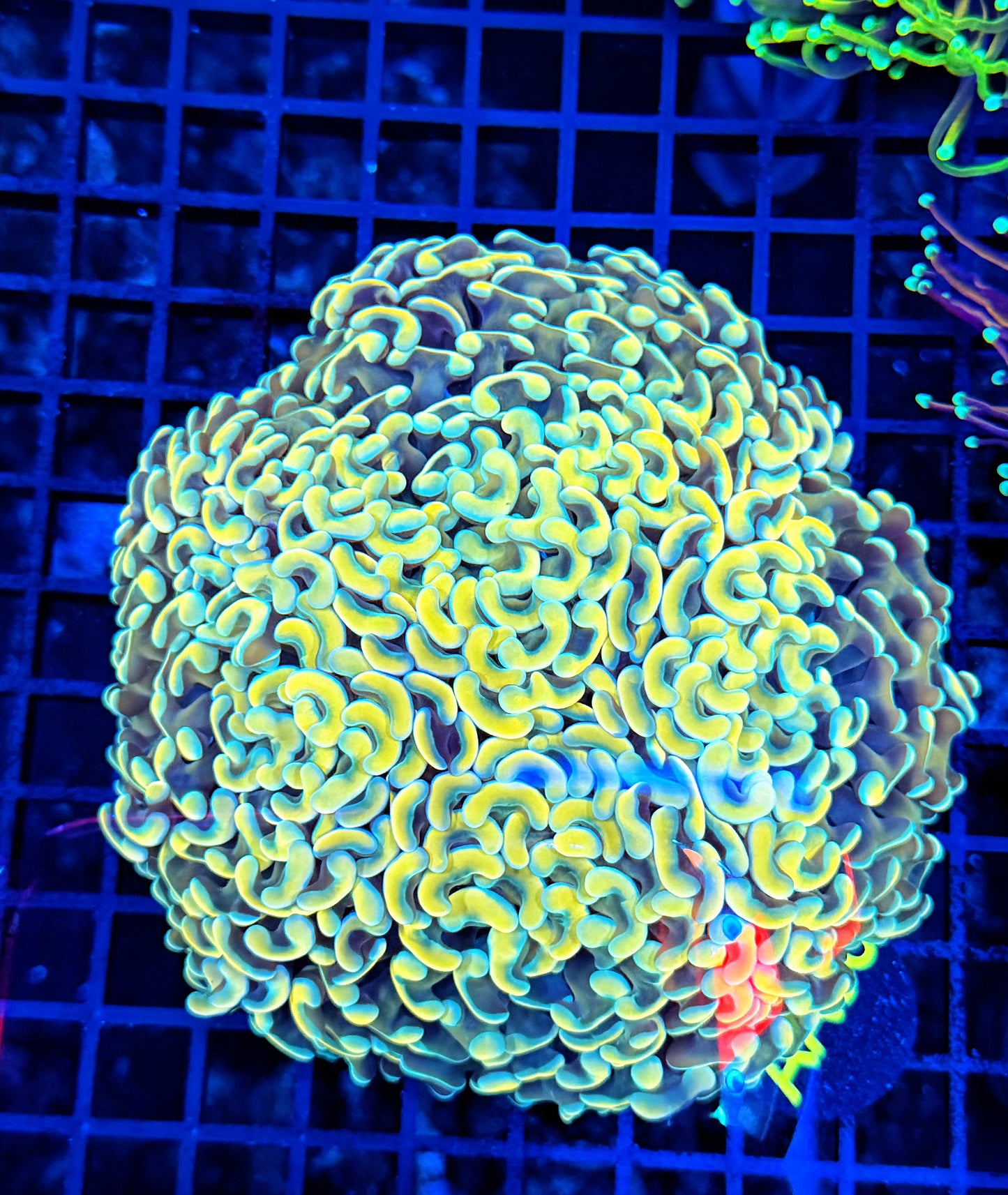 Malay fat head hammer colony