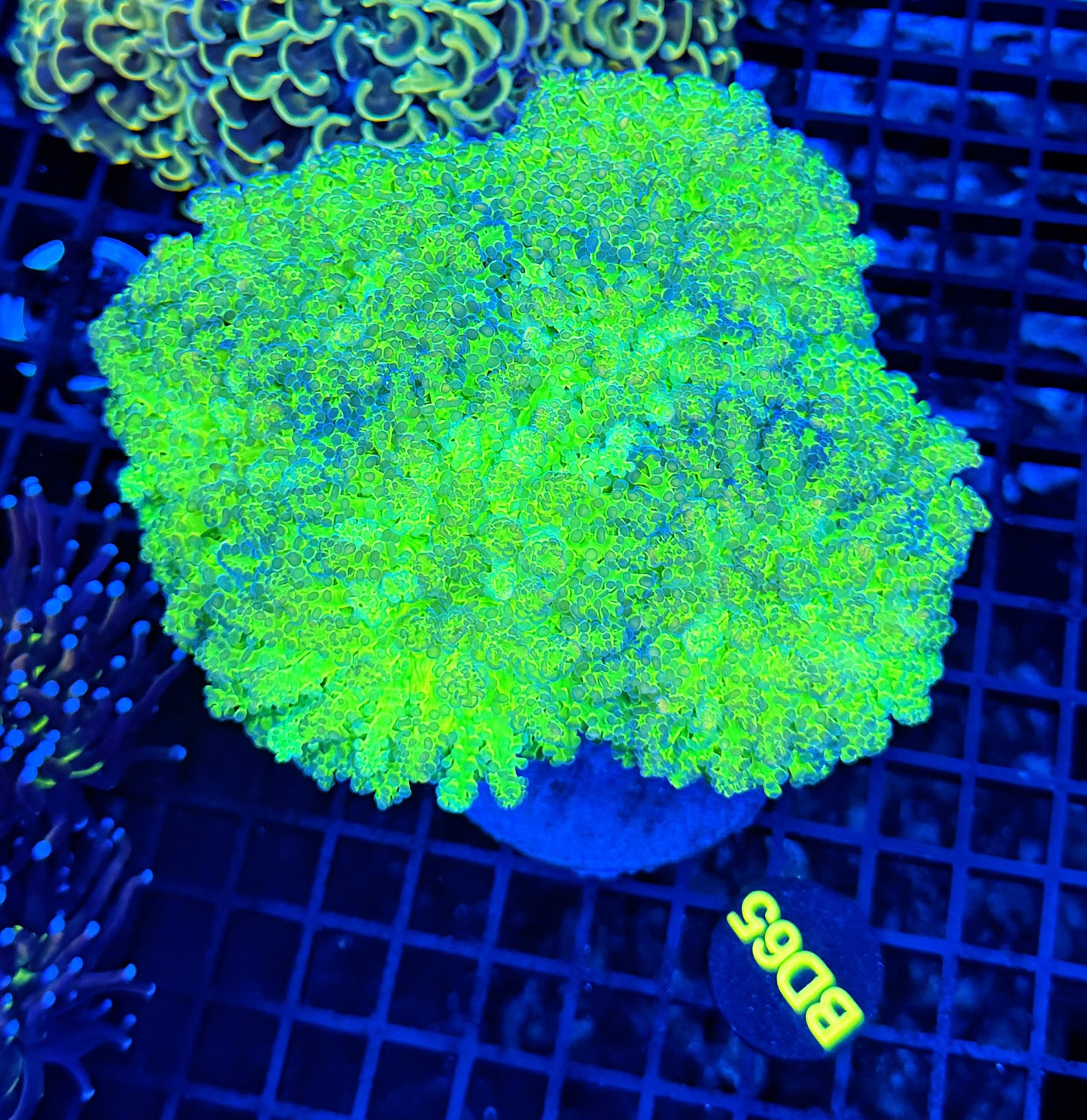 Malay thin noodle frogspawn colony
