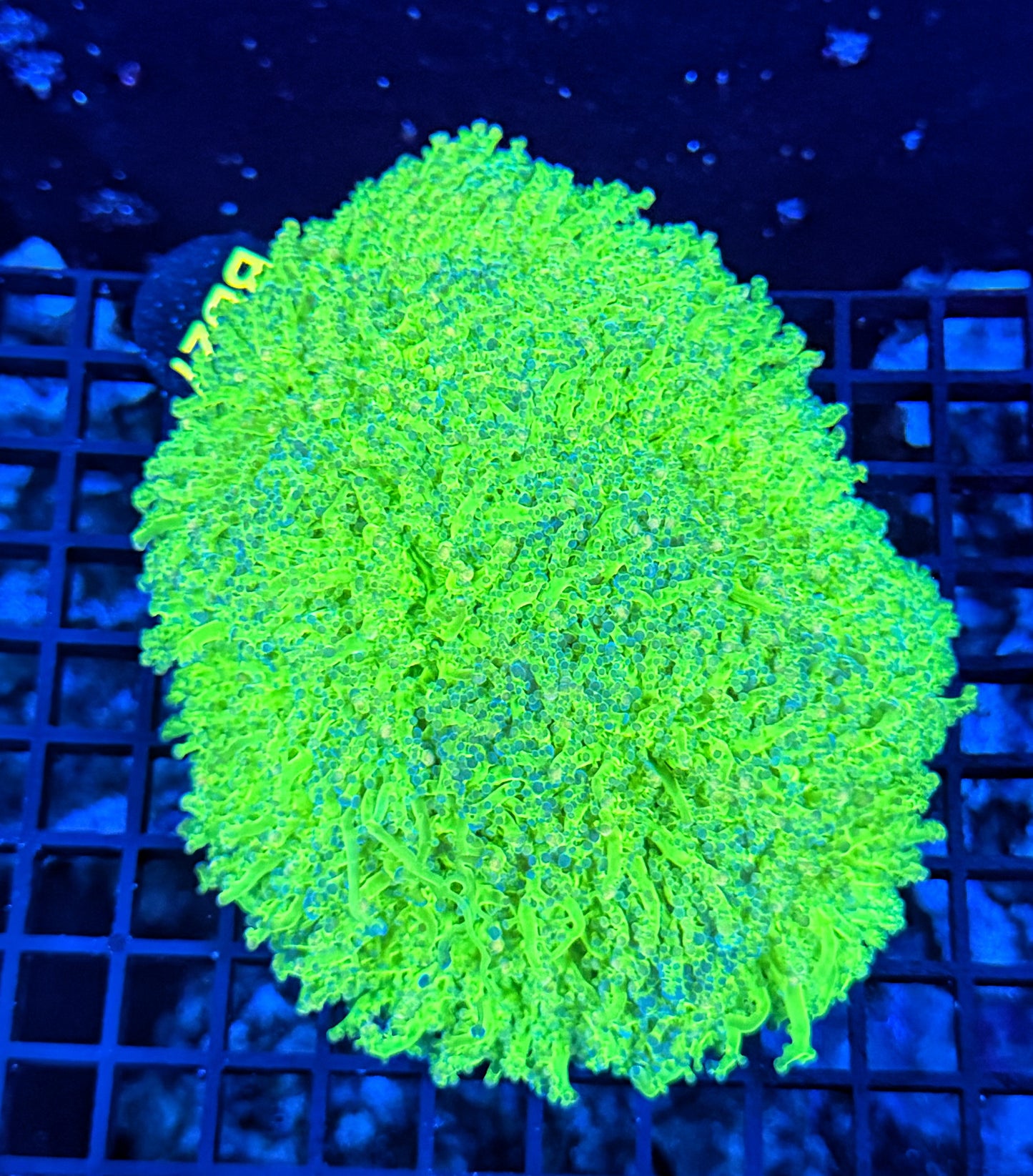 Malay thin noodle frogspawn colony