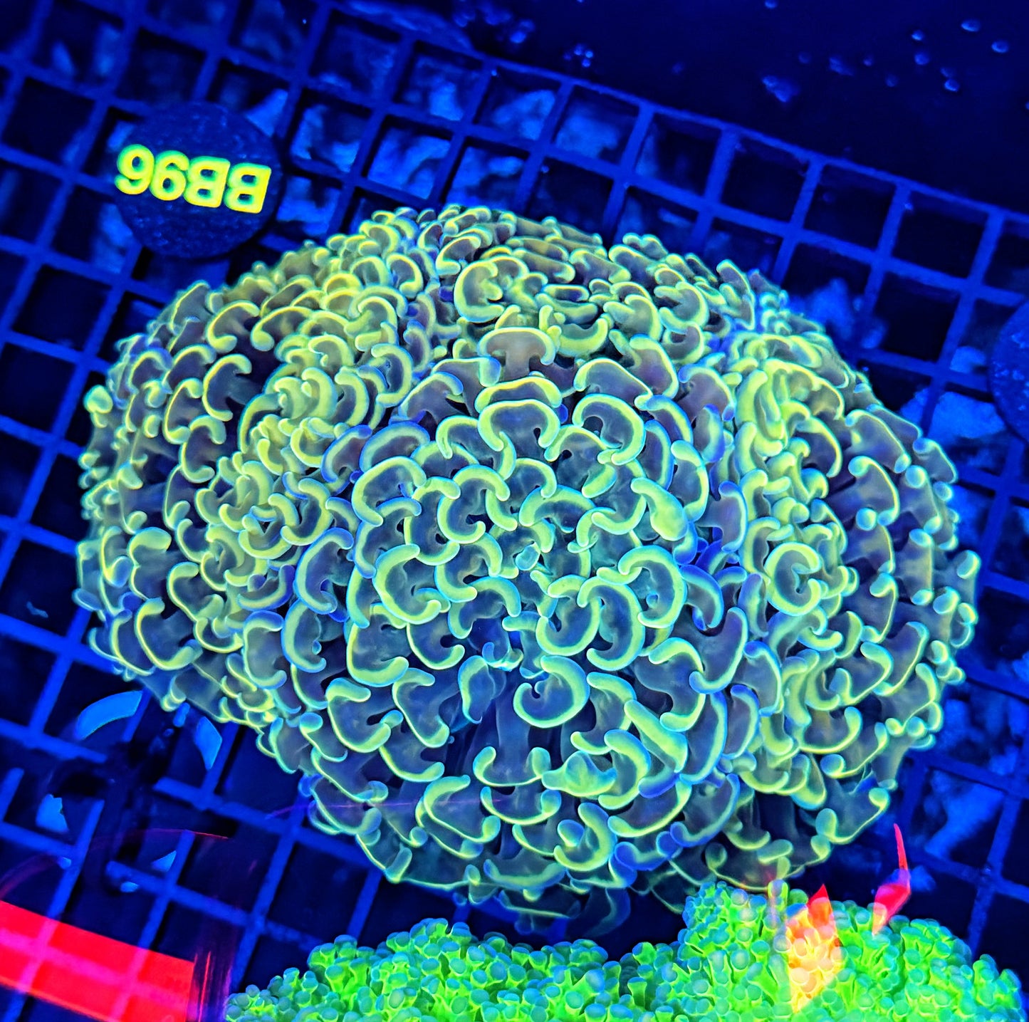 Malay fat head hammer colony