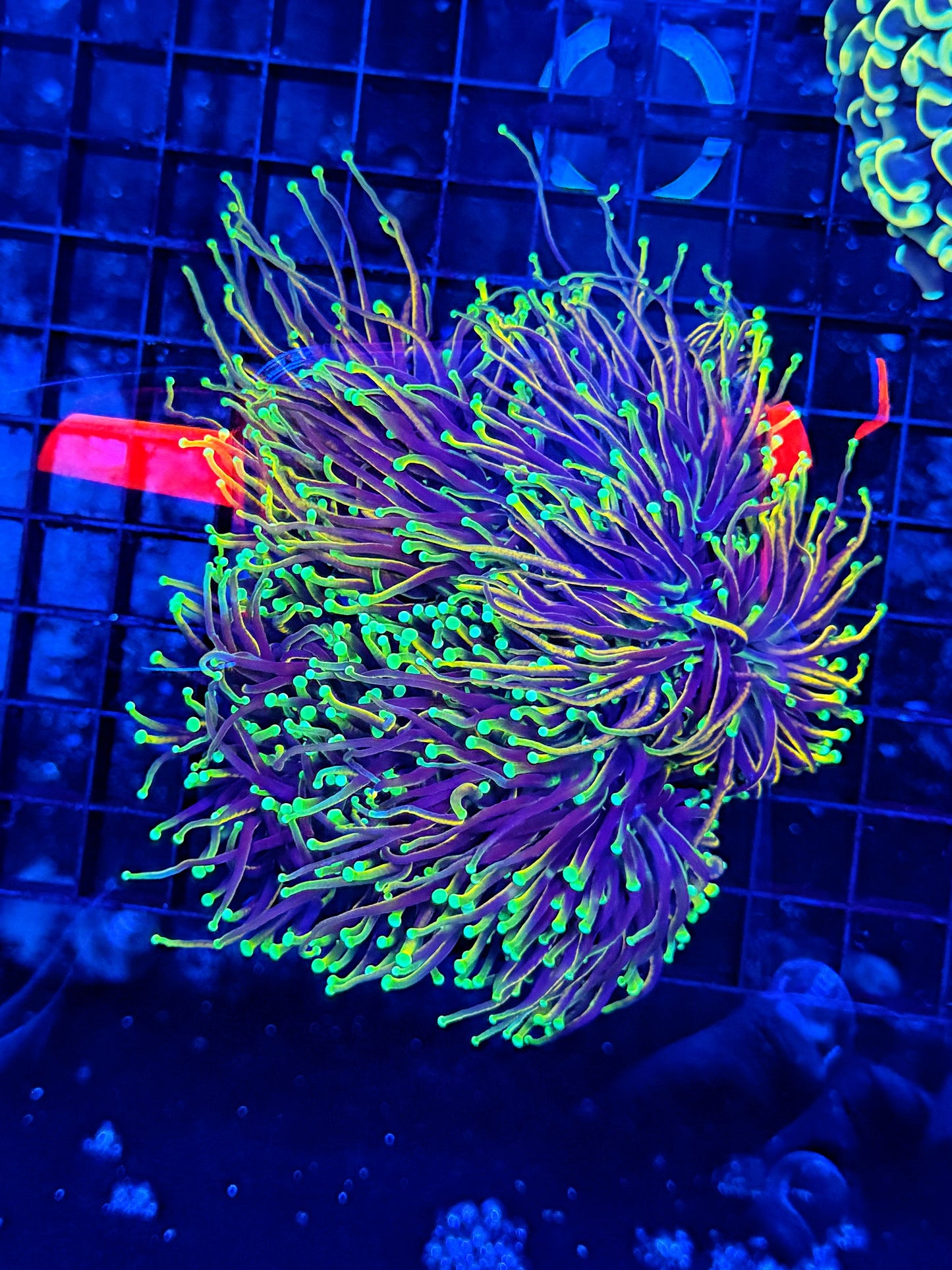 Indo gold 4-8 heads colony
