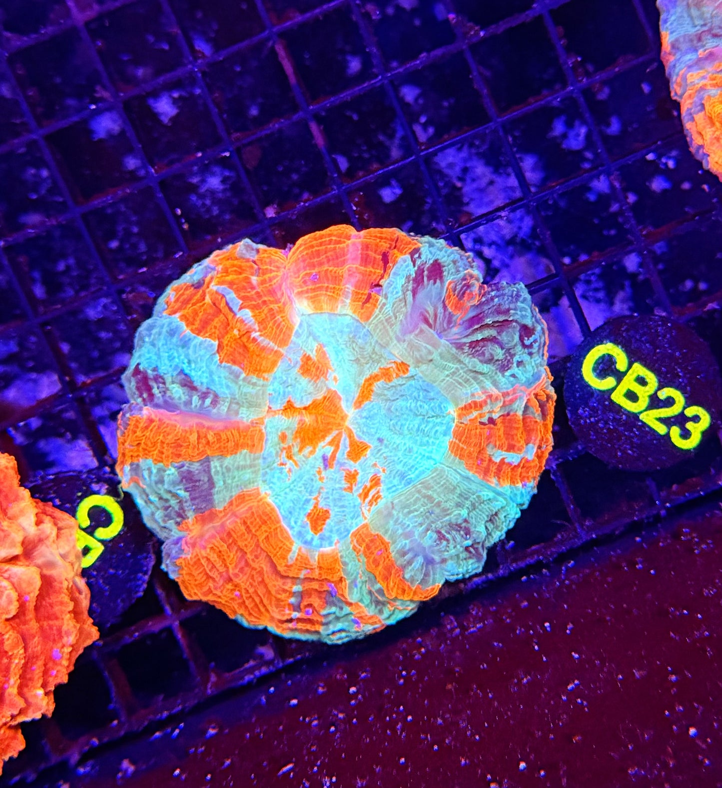 Rainbow acantho