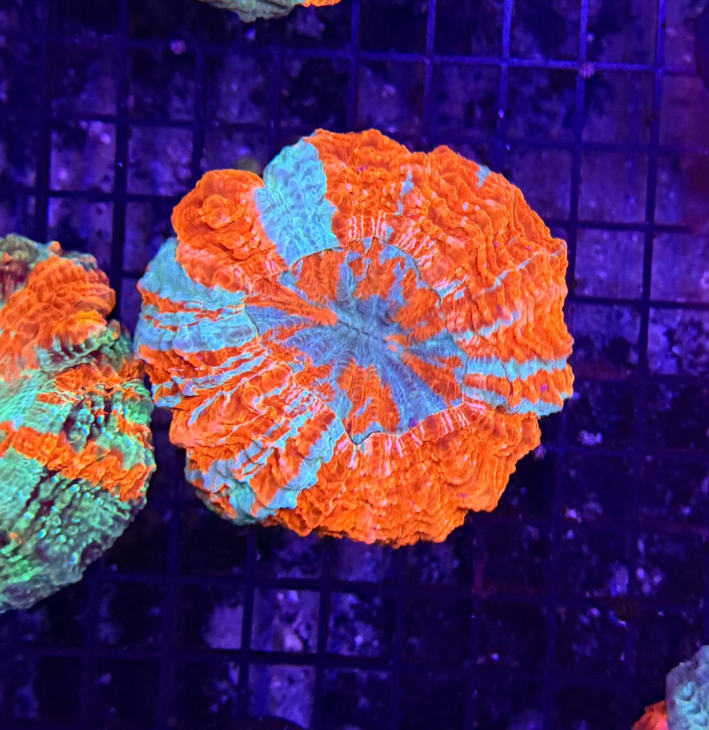 Rainbow acantho