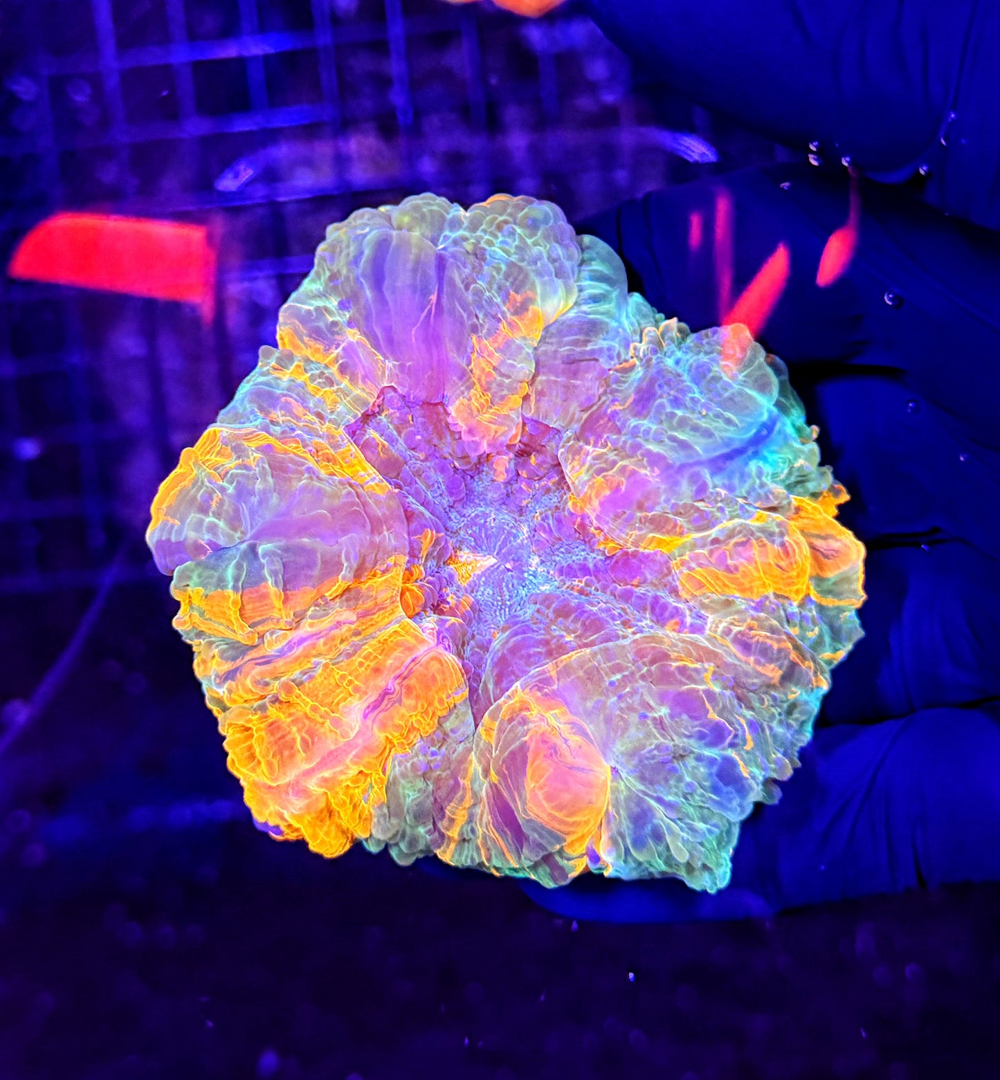 Rainbow acantho