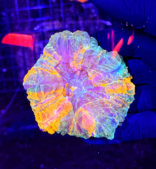 Rainbow acantho