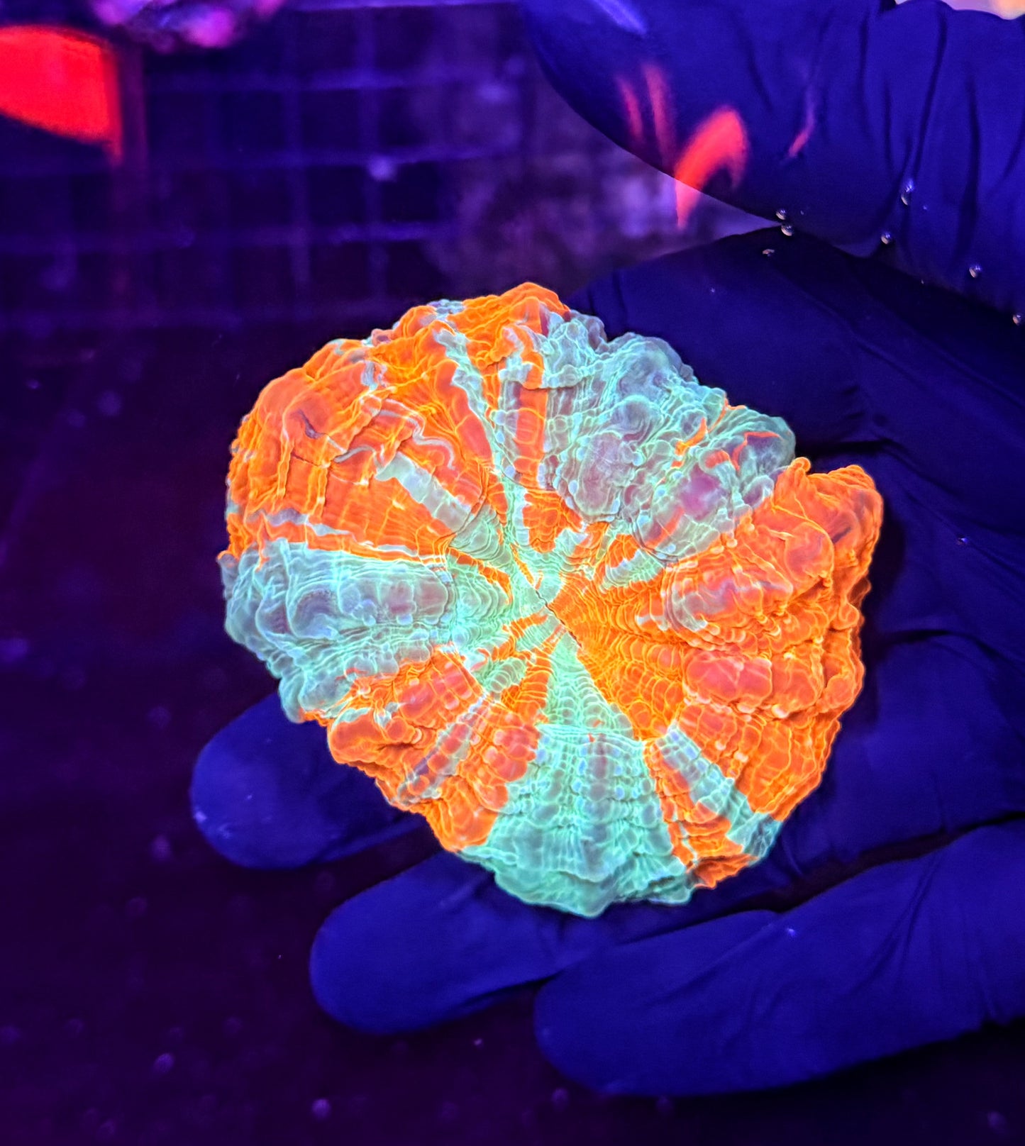 Rainbow acantho