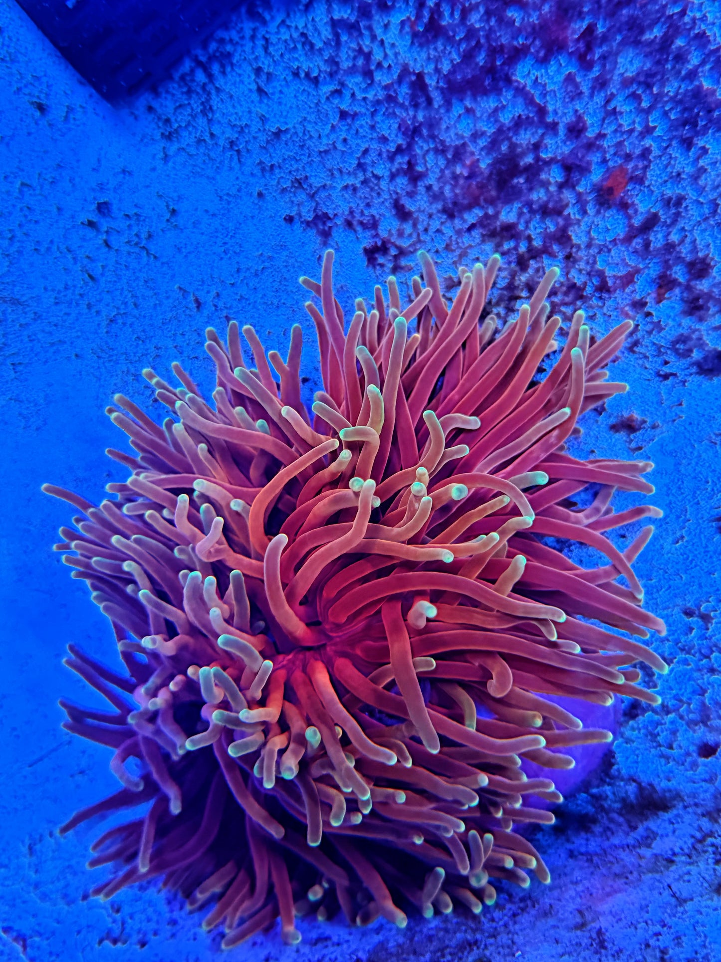 Fire long tentacle anemone