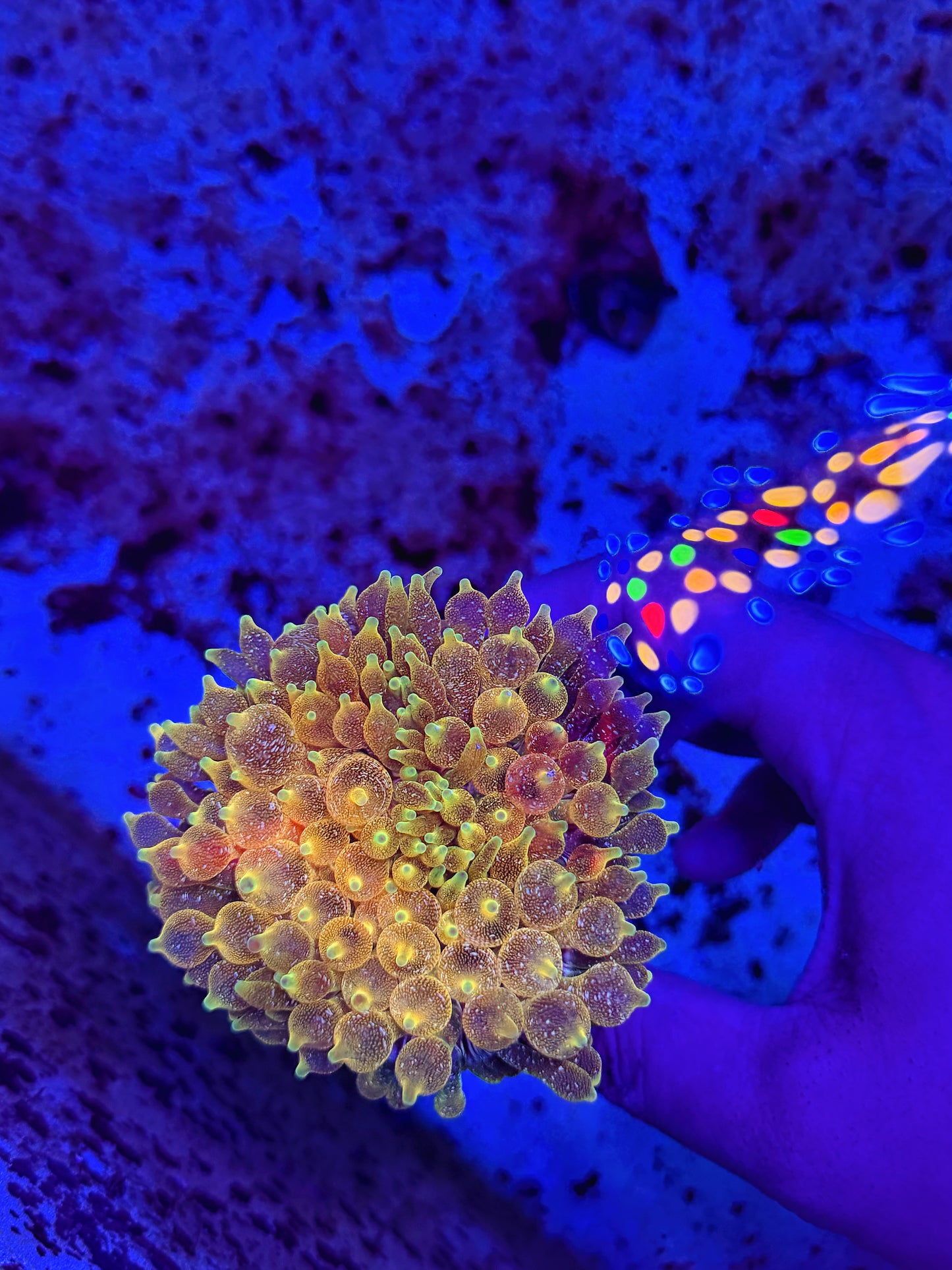 Rare Lemon drop sparkle type bta