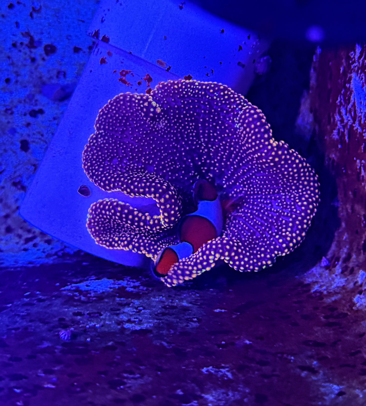 Gold carpet anemone small size with a Nemo