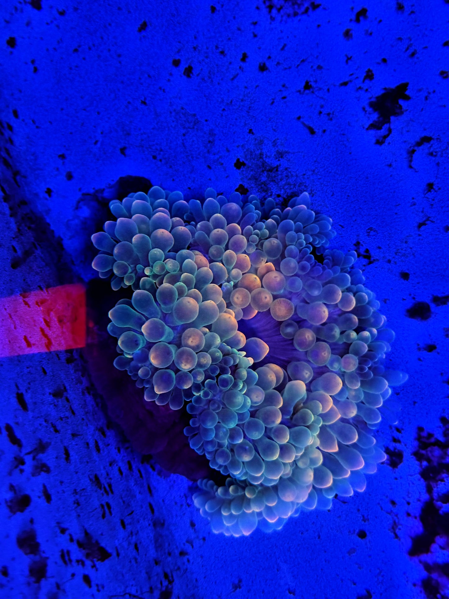 RBTA