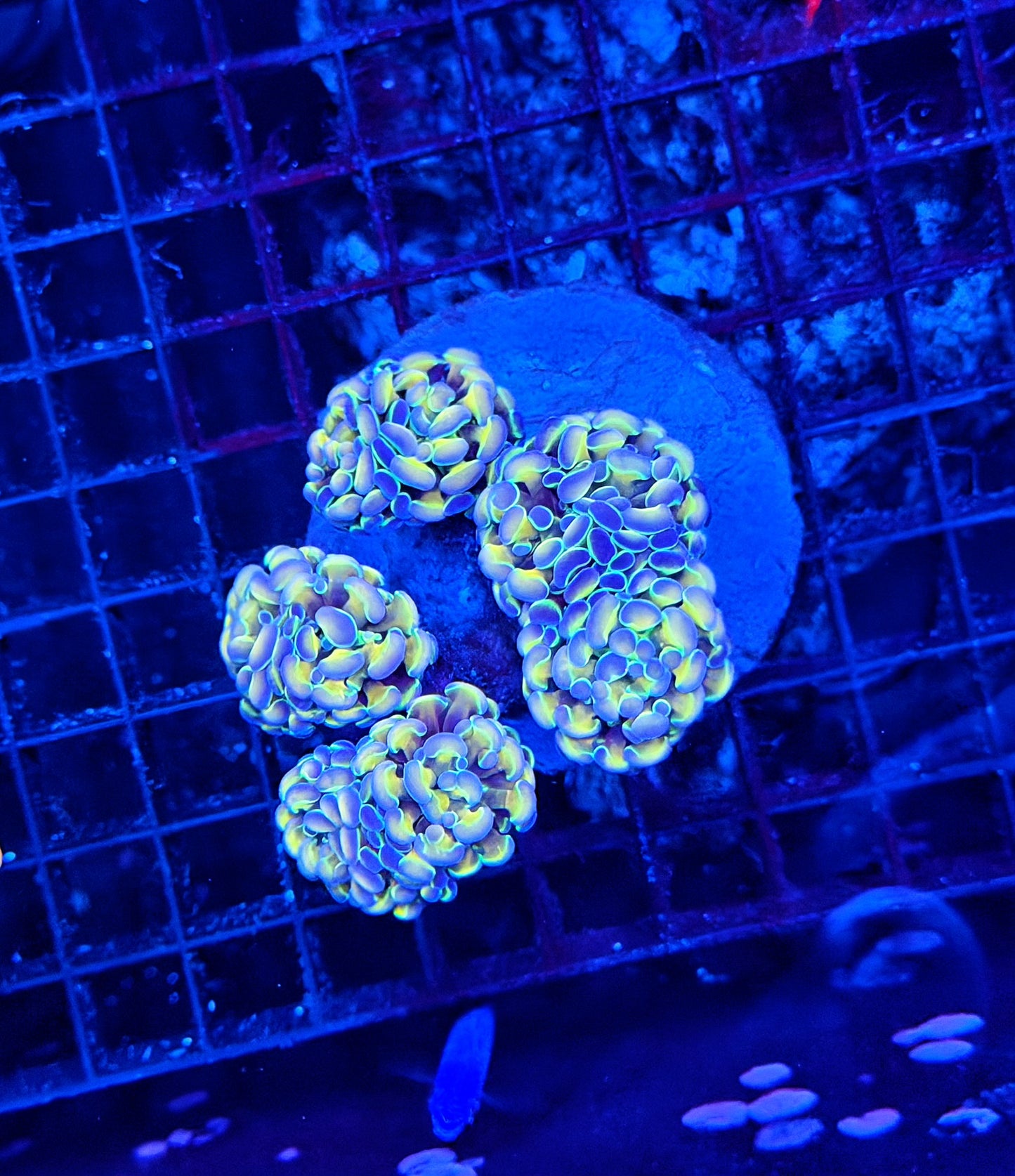Rainbow hologram