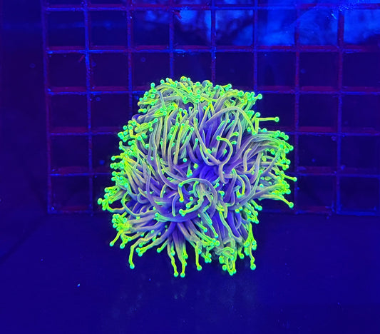 Premium hellfire mini colony