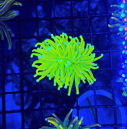 Teal tip master type