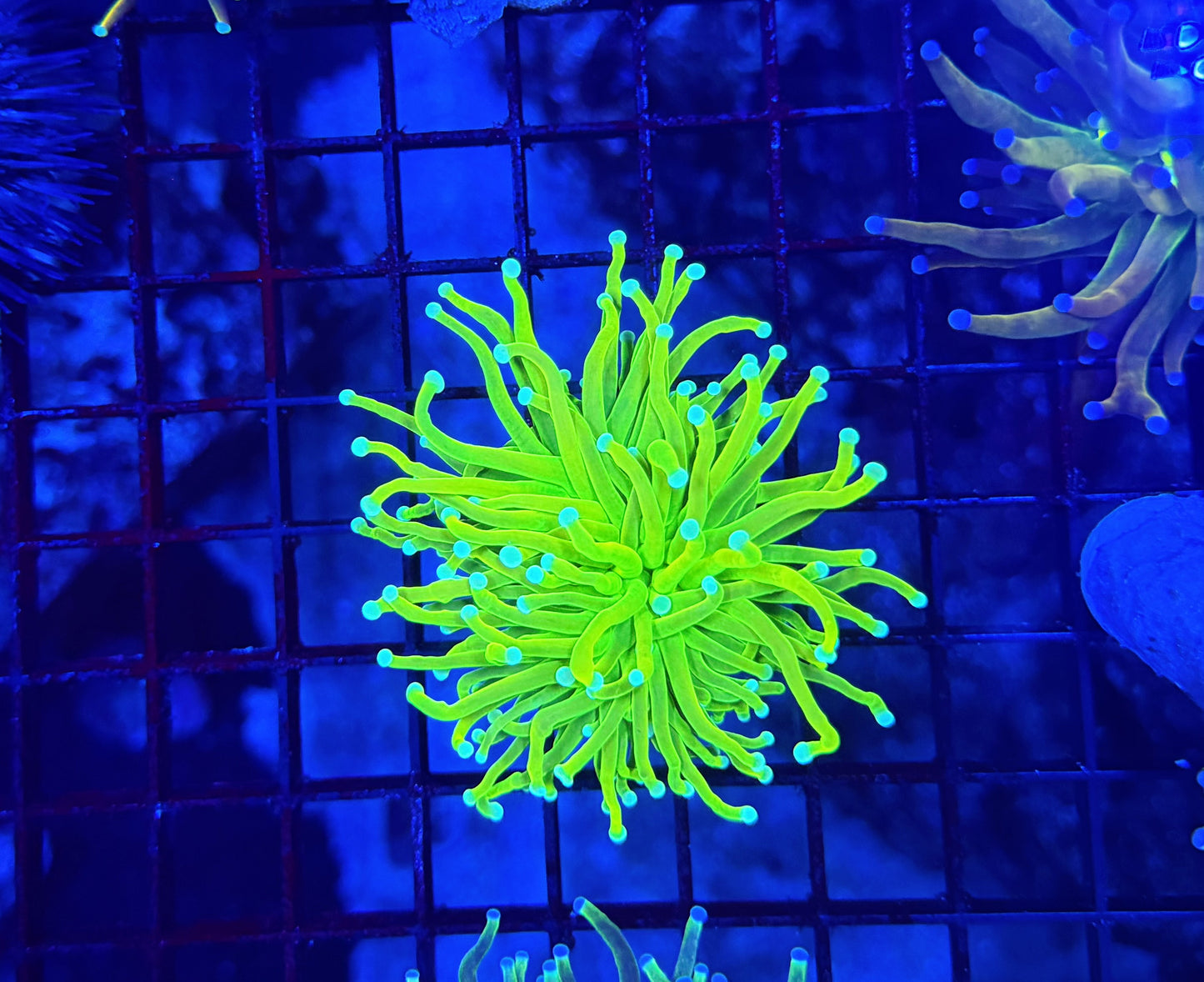 Teal tip master type