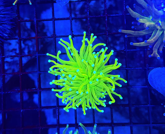 Teal tip master type