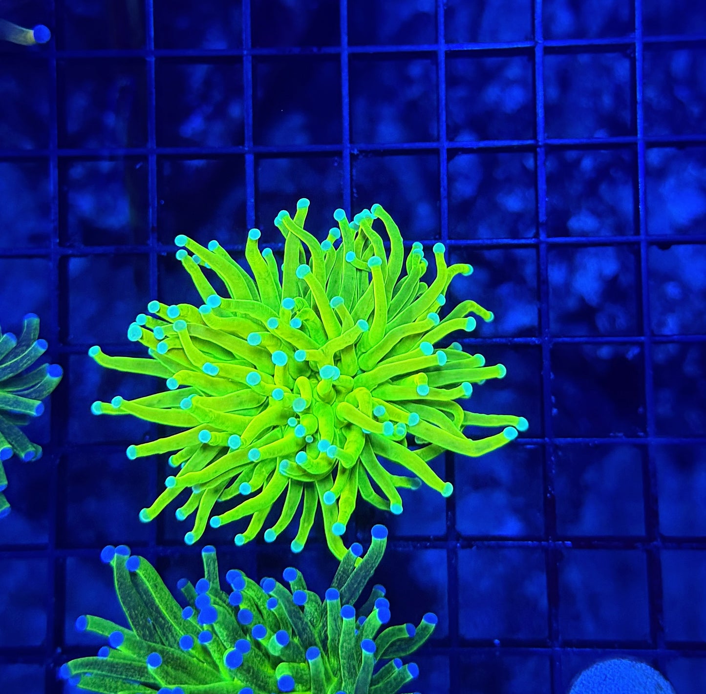 Teal tip master