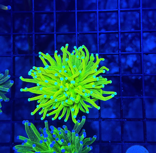 Teal tip master