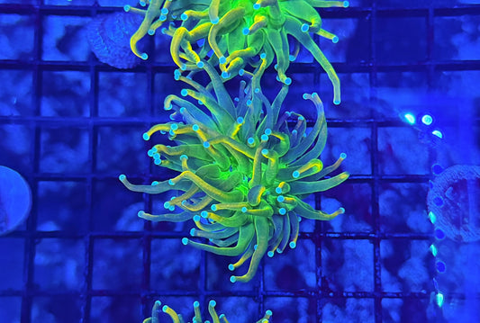 OG master type
