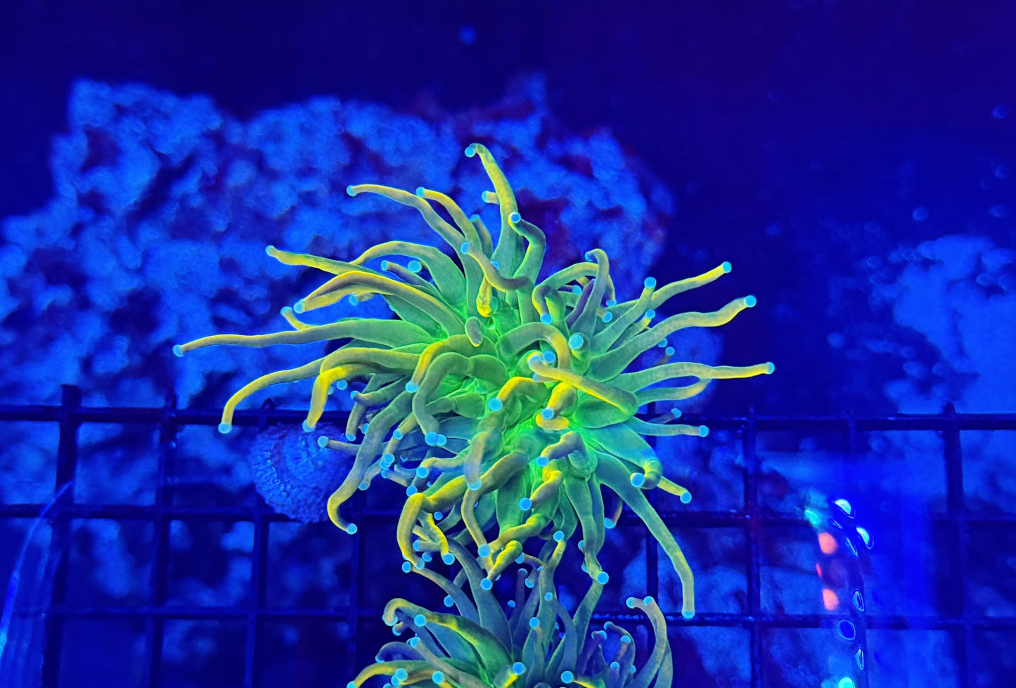 OG master type