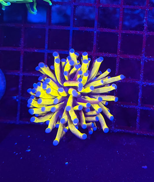 Malay tartar gold