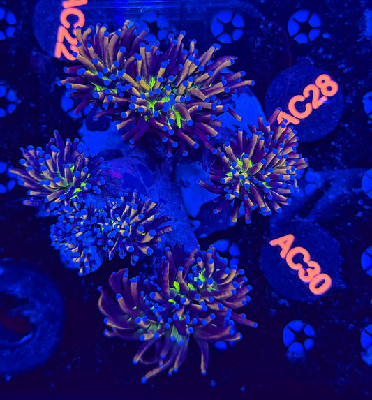 Premium 24k Tiger Knicks colony c30