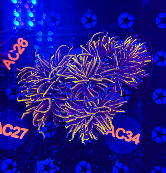 Premium 24k colony c34