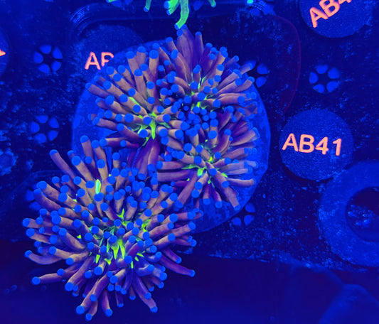 Premium 24k Tiger Knicks colony b41