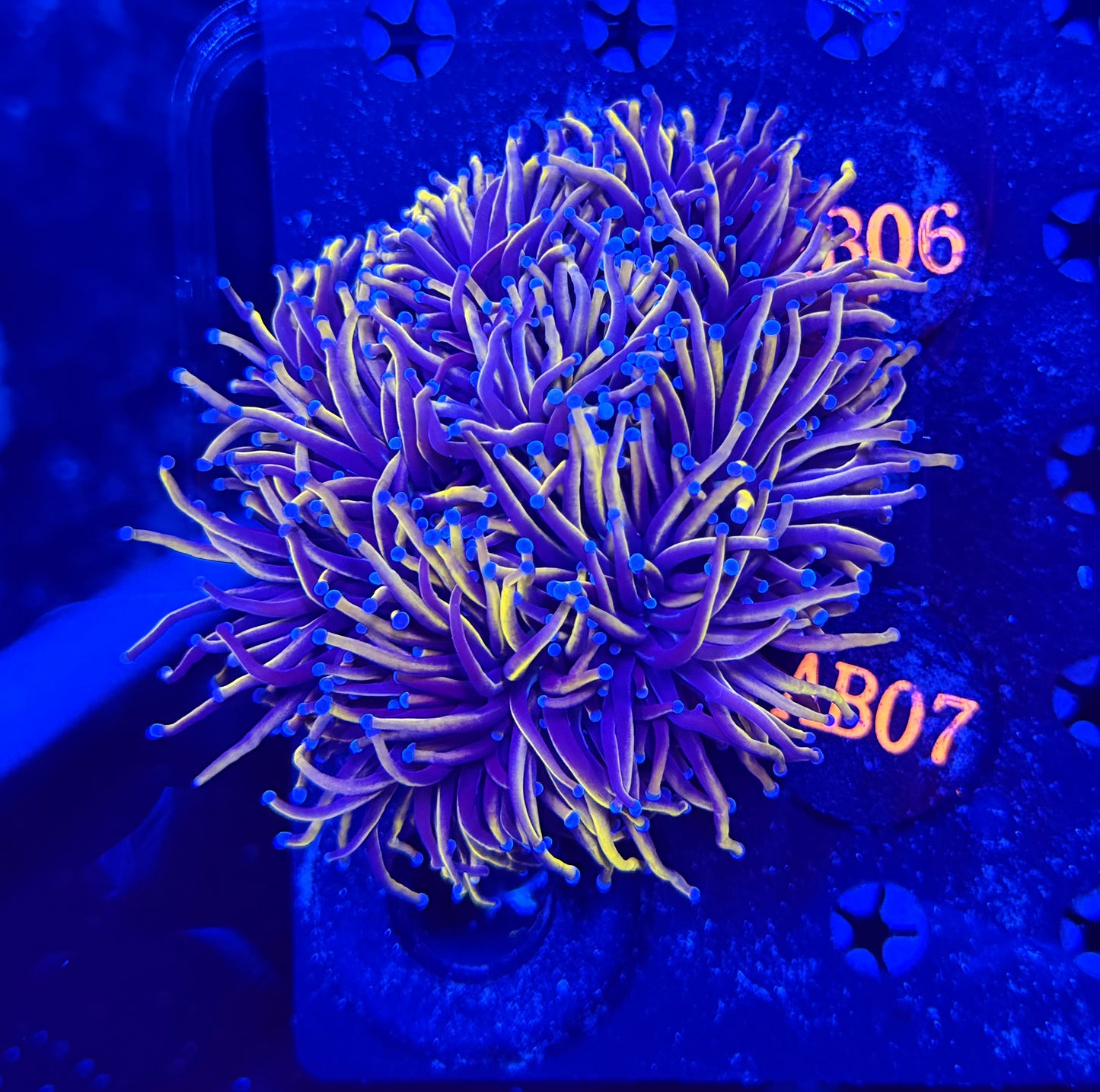 Premium 24k colony b07
