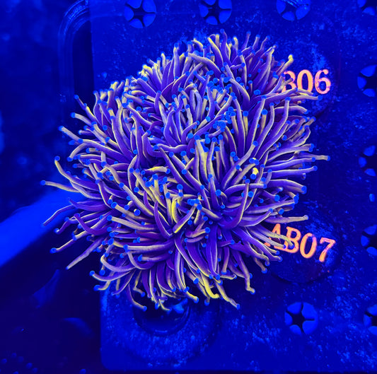 Premium 24k colony b07