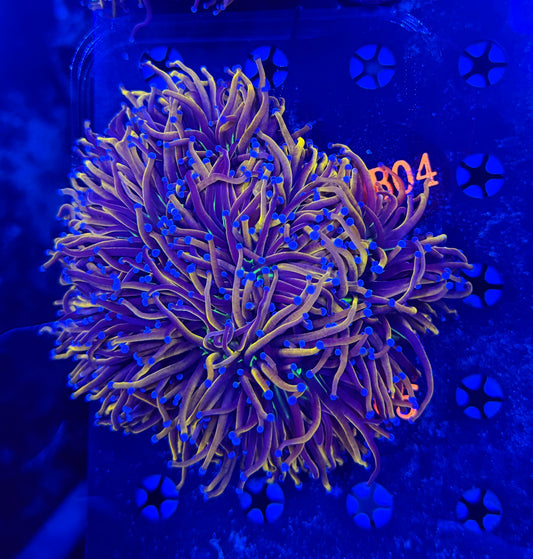 Premium 24k colony b04