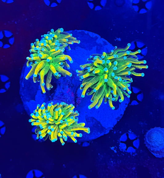 OG master type colony