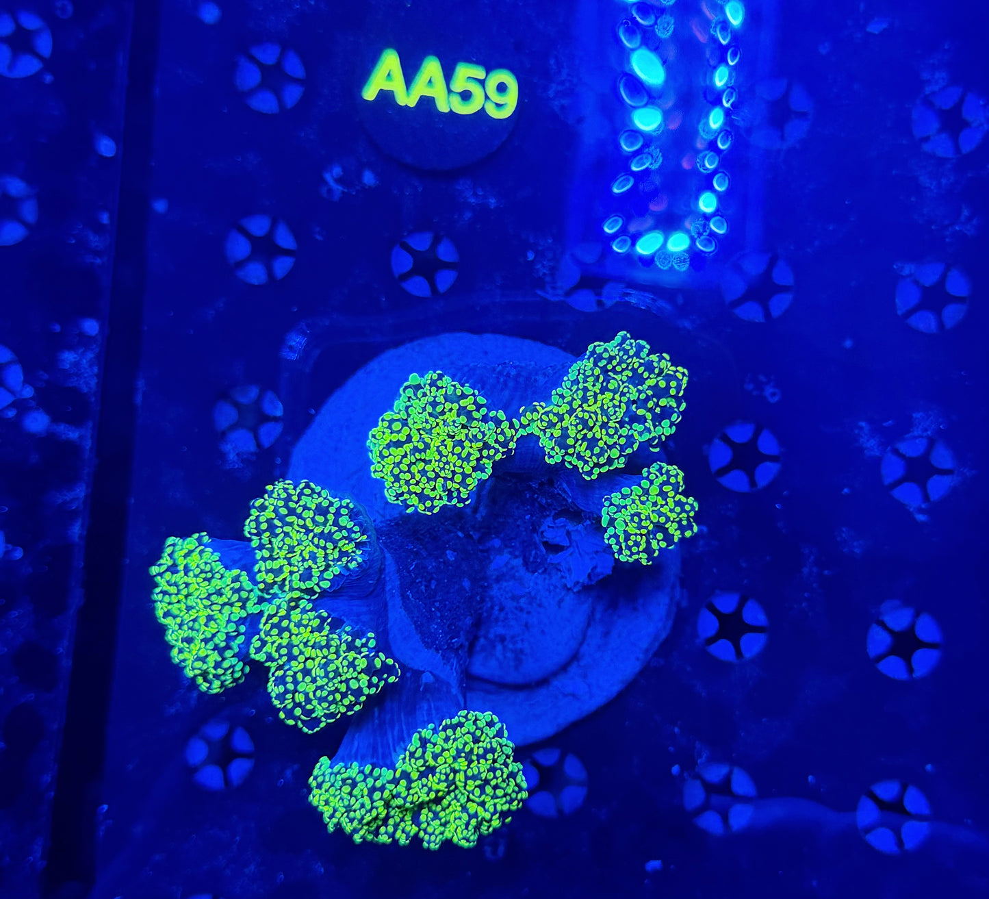 Rainbow Frogspawn colony a59
